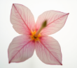 Gros plan d'une fleur en forme de K sur fond blanc