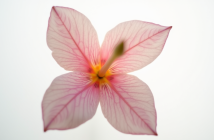 Gros plan d'une fleur en forme de K sur fond blanc