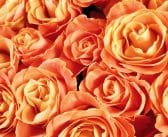 Signification des roses orange : quelles couleurs et messages elles symbolisent